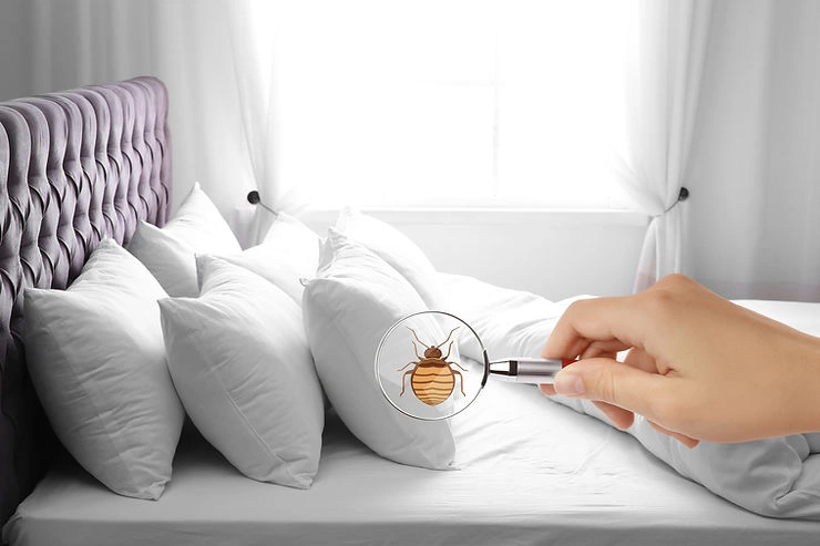 Prévenir l’apparition des punaises de lit