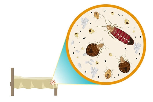 img-elimination-des-nuisibles