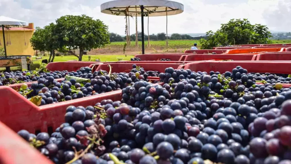 Mas que Uvas Curiosidades de los Vinedos en Queretaro