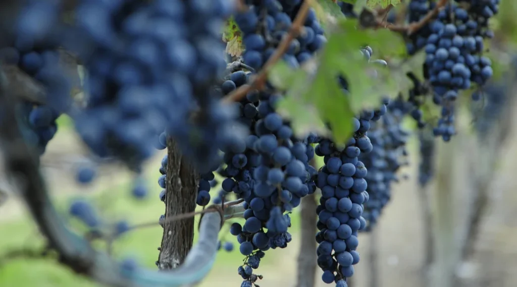 Explora Arte cata vinos Querétaro