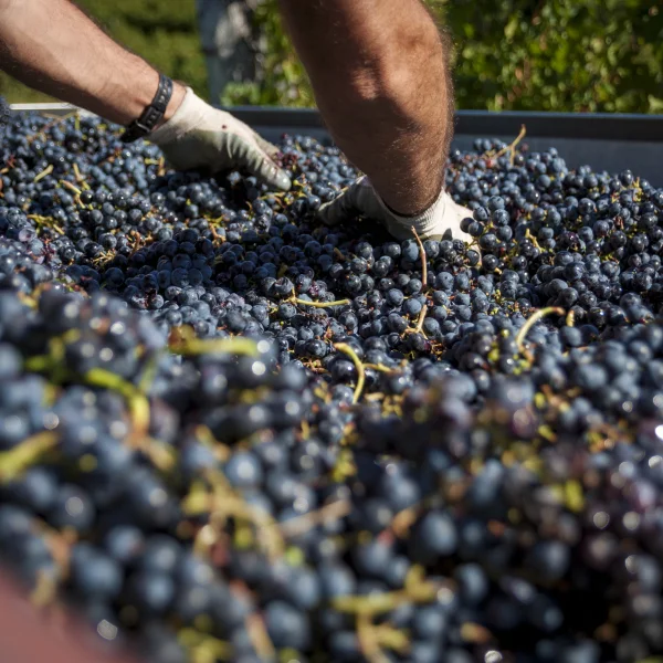 Arte Vinificación Transformando Uvas Buenos Vinos