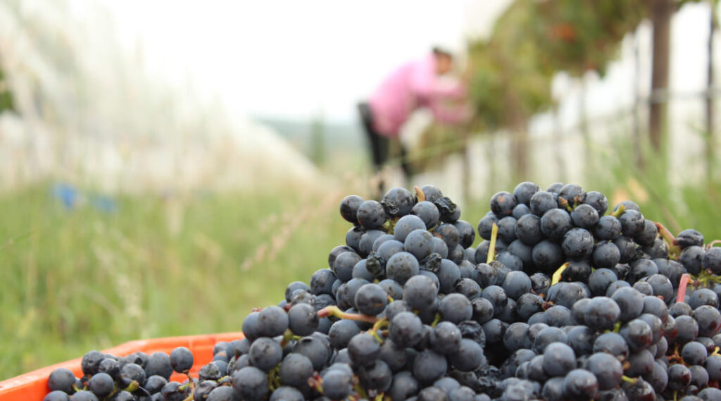vinicultura el arte y la ciencia en san juanito